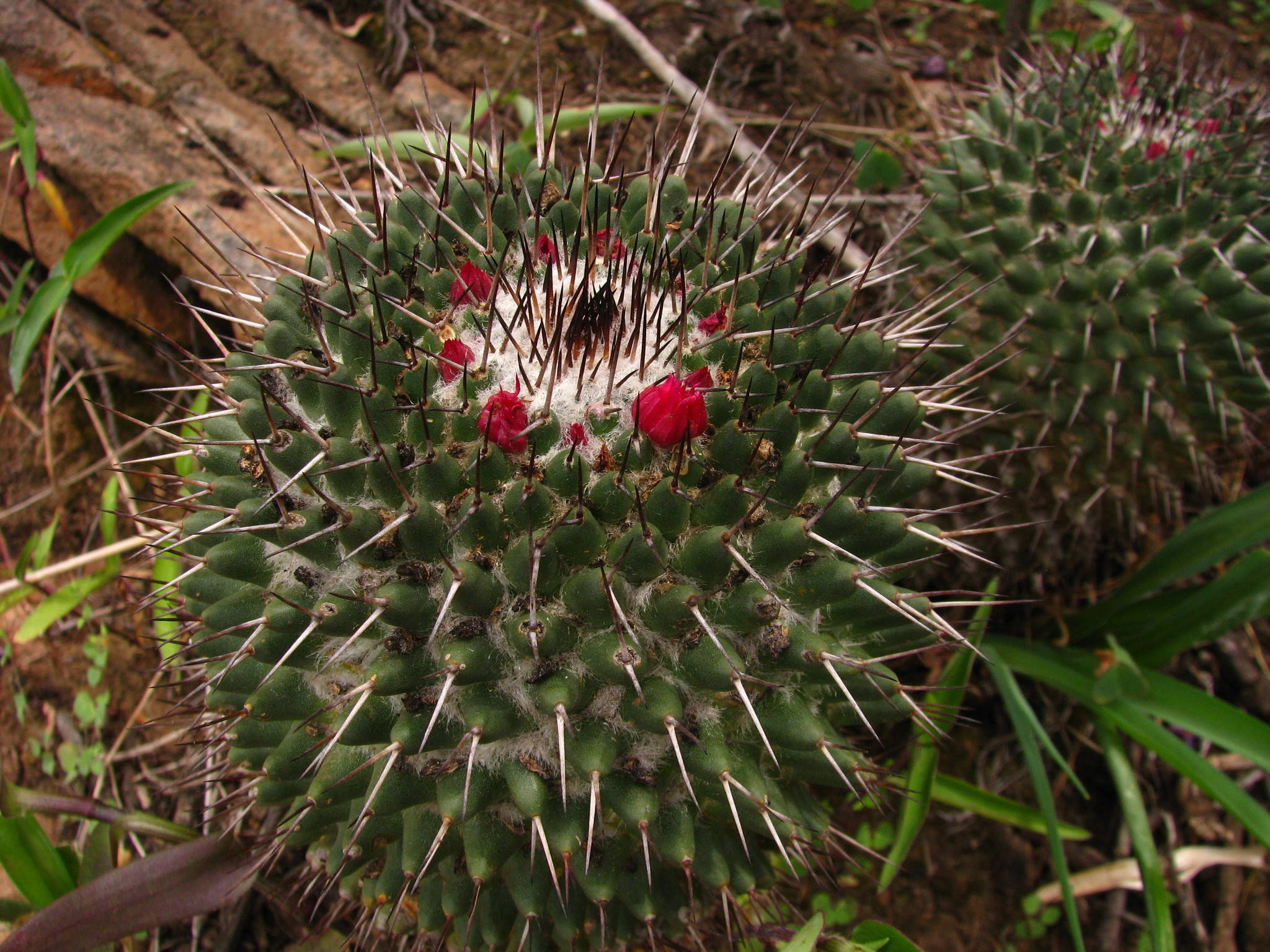 Mammillaria polythele